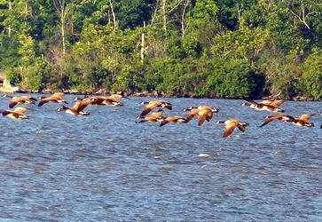 geese