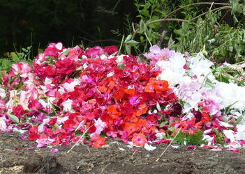 flower detritus