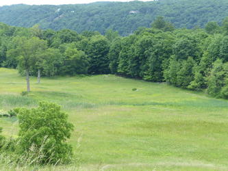 meadow at hyde park
