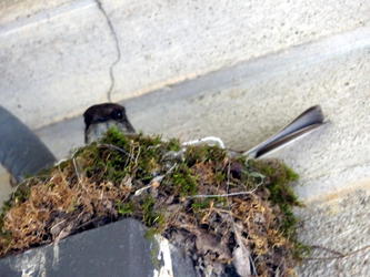 bird nest