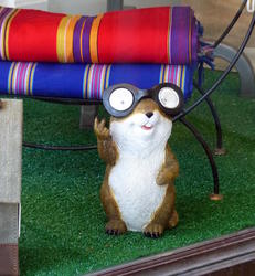 hudson chipmunk
