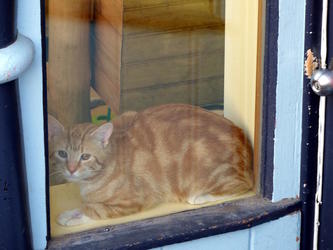 animalkind cat