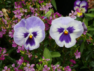 Blue flowers with yellow center