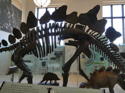 Stegosaurus skeleton