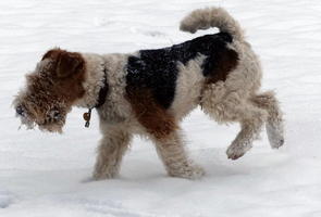 Wire-haired fox terrier