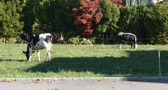 Several cows grazing. One is white with black stripes, the other primarily black with a skunk stripe down its back.