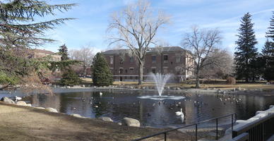 Lake with geese and ducks