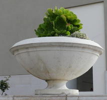 Jade tree plant in plain white faux marble planter