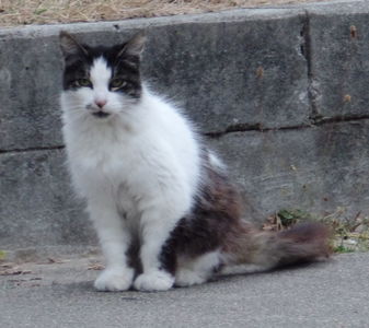 black and white bushy-tailed cat