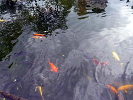 koi pond