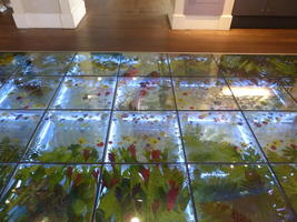moca glass floor