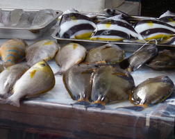 fresh fish