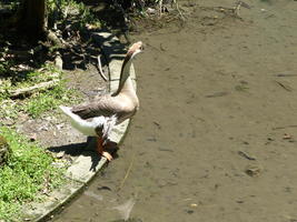 bird near temple
