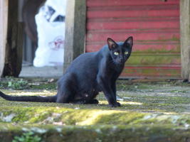 feral cat near temple
