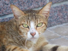 domestic cat closeup