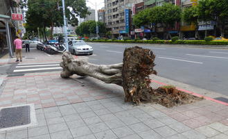 uprooted tree
