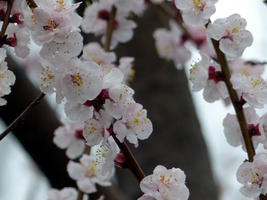 cherry blossoms