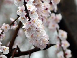 cherry blossoms