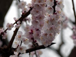 cherry blossoms