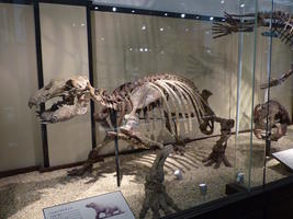dinosaur skeleton