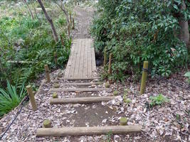 stairway to woods