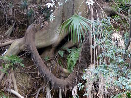 tree roots