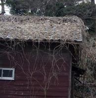 thatched roof