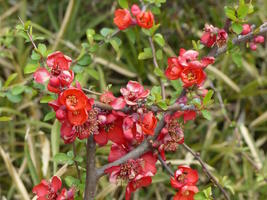 red flowers