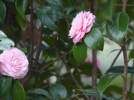 pink roses