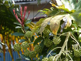tree with green fruits