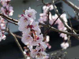 cherry blossoms