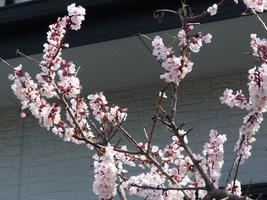 cherry blossoms