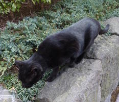 black cat