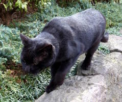 black cat
