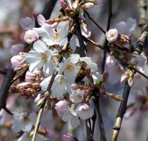 cherry blossoms with bee