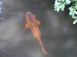 orange koi