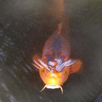 orange koi