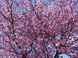 cherry blossoms