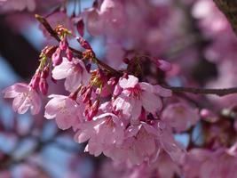 cherry blossoms