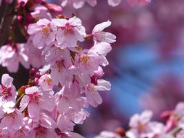 cherry blossoms