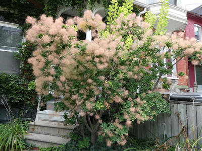 puffy tree