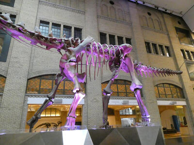 dinosaur