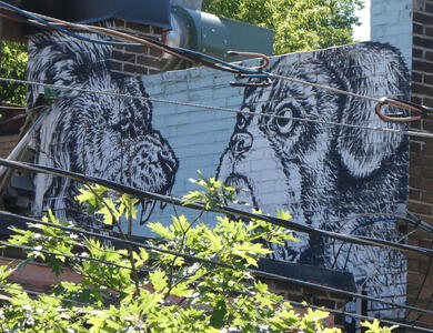 dogs facing each other