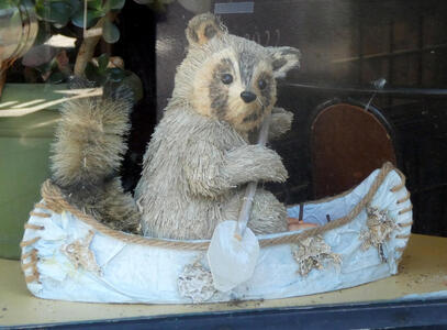 raccoon rowing canoe