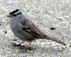 California quail with black and white striped head, brown wings, white body