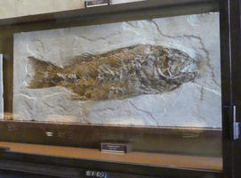 fossil fish