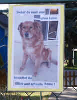 Picture of dog. Text: If you see me without a leash you need luck and fast legs!